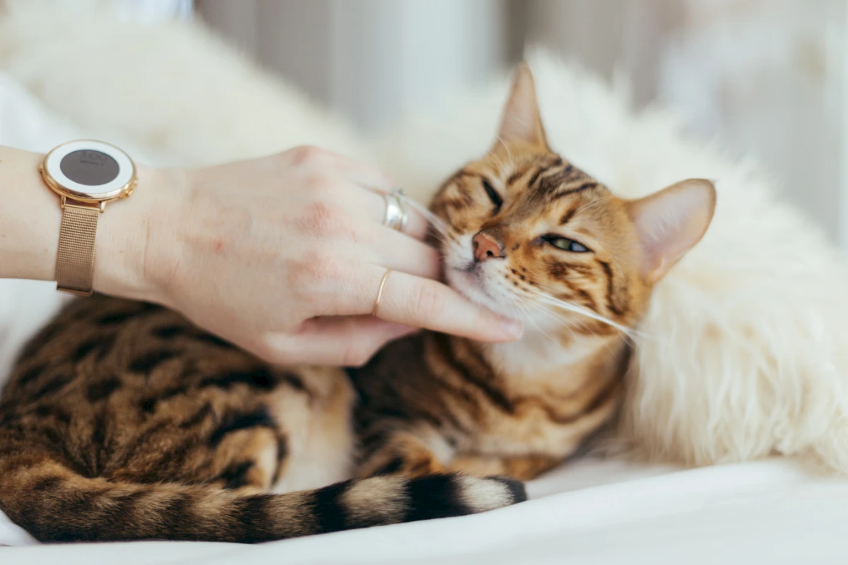Kattenoppas
