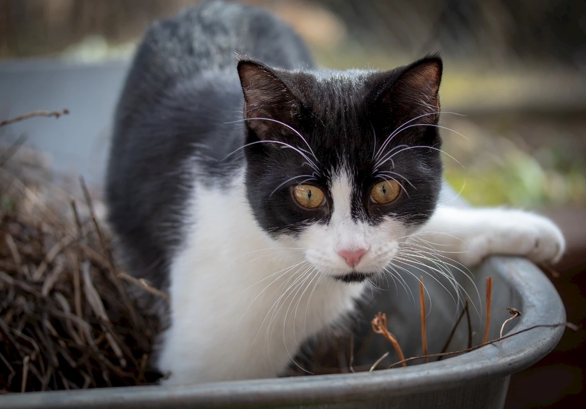 Welke kattenbakvulling is de beste?