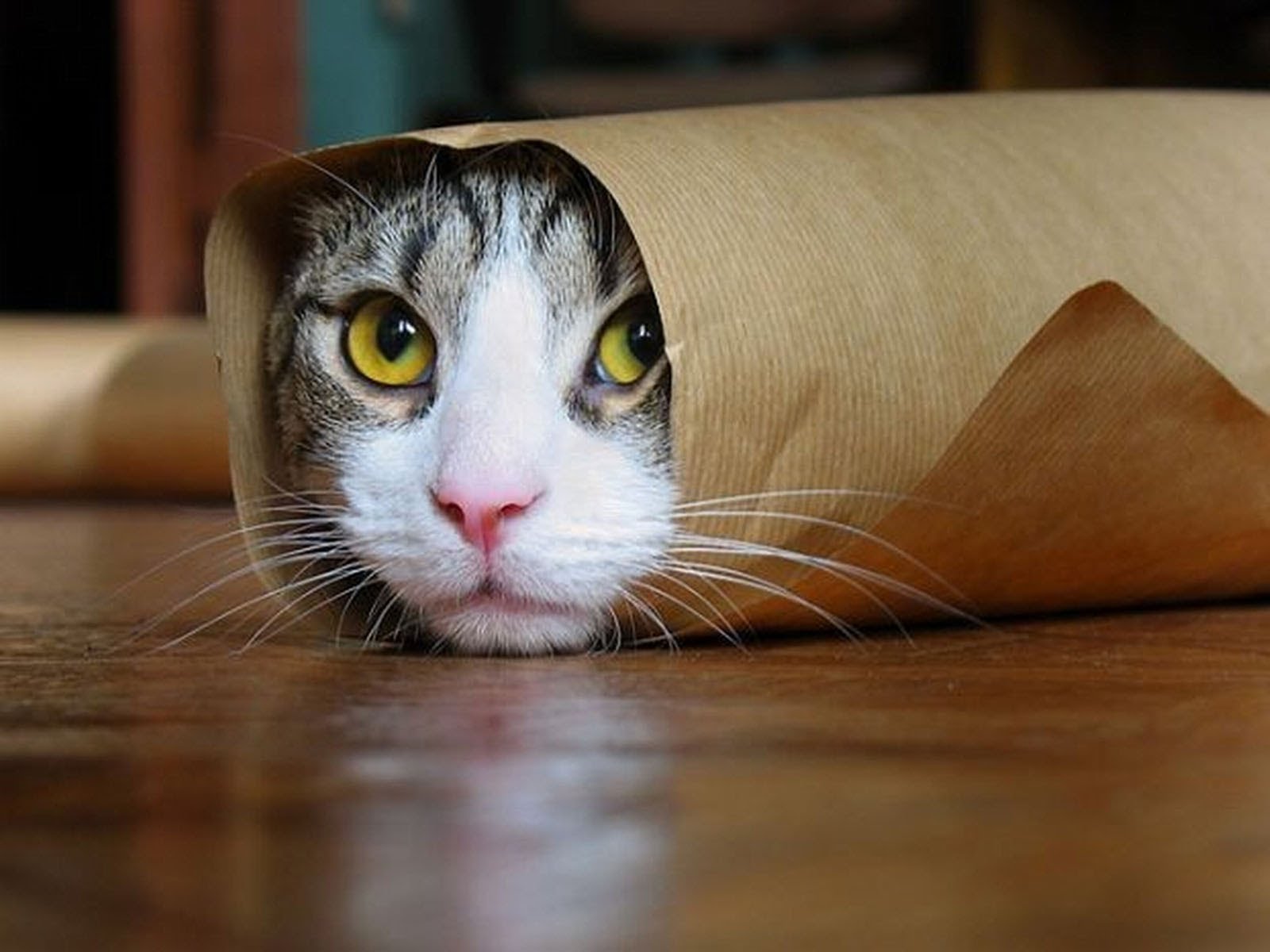 Kattenbakvulling